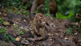 猴子生活在泰国普吉岛的一片天然森林里。视频素材模板下载