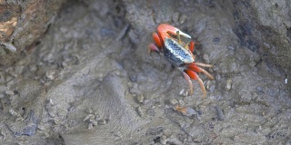 红树林里的红蟹