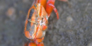 红树林里的红蟹