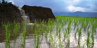 泰国清迈班帕邦派山部落村，稻田梯田里的秧苗，水从自然流向田野。