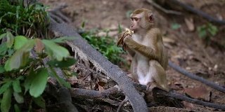 小猴子生活在泰国普吉岛的一片天然森林里。