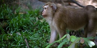 猴子生活在泰国普吉岛的一片天然森林里。