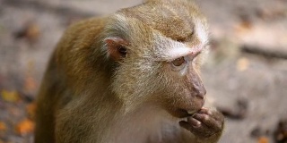 近距离观察生活在泰国普吉岛天然林中的猴子。