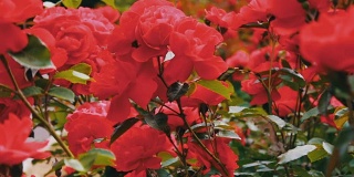 粉红色的玫瑰在公园里，花圃里，娇嫩的玫瑰生长在花园里，花瓣上带着露珠，景观美化，灌木玫瑰，自然，田园，美丽。