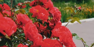粉红色的玫瑰在公园里，花圃里，娇嫩的玫瑰生长在花园里，花瓣上带着露珠，景观美化，灌木玫瑰，自然，田园，美丽。