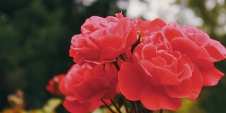粉红色的玫瑰在花园中，娇嫩的玫瑰在花园里生长