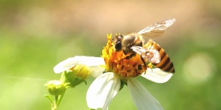 蜜蜂吃花的花粉