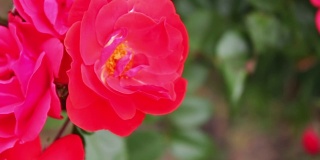 美丽的红色芬芳郁郁葱葱的玫瑰在公园近距离。玫瑰花在花园里盛开