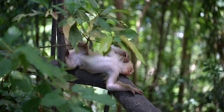 小猴子生活在泰国普吉岛的一片天然森林里。