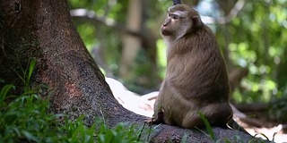 猴子生活在泰国普吉岛的一片天然森林里。