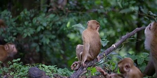 猴子生活在泰国普吉岛的一片天然森林里。