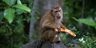 猴子生活在泰国普吉岛的一片天然森林里。