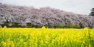 美丽的樱花和油菜花在日本埼玉宫道公园