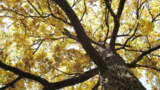 秋天。长着黄叶的橡树。视频素材模板下载