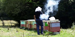 蜜蜂在蜂箱，养蜂人，有机蜂蜜，制作花粉，蜂房，养蜂场，养蜂场，蜂房蜂蜡，蜂蜜充满天然纯蜂蜜