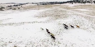 一群马奔跑着冬天的雪野种马马术动物