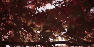缓慢的运动。秋天的枫树在阳光的照耀下显得火红。