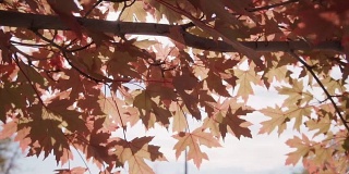 缓慢的运动。秋天的枫树在阳光的照耀下显得火红。