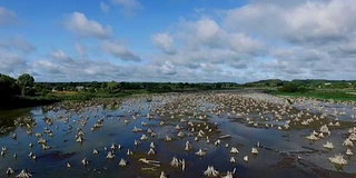 航空录像。夏天，白天，风景干涸的河流，沼泽，河底覆盖着老树根，树桩。美丽的蓝天和白云