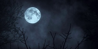 月月光。月亮的夜空。神秘的令人毛骨悚然的恐怖。树的影子树剪影。自然背景