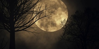 无缝循环幽灵月亮背景。树的轮廓。大满月的特写。时间流逝。夜空