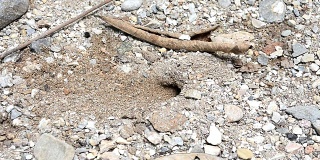 红火蚁，红火蚁在地面上的行动
