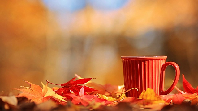 茶杯和秋季多色叶。