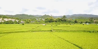 俯视图艺术乡村景观。稻田和山地