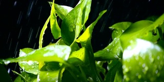 雨滴落在绿色植物上