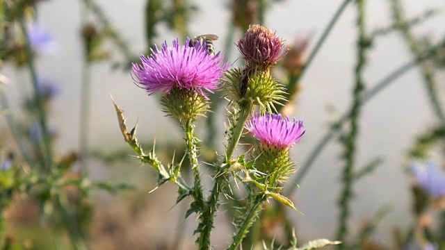 野蜜蜂在紫罗兰仙鹤花上。