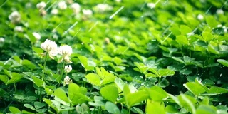 雨落在绿色植物上