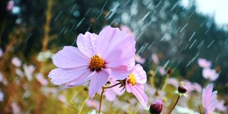 雨点落在花园里的花朵上