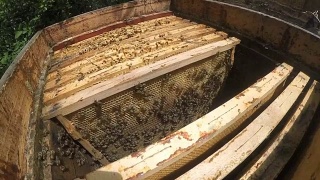 蜜蜂的蜂房视频素材模板下载