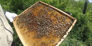 蜜蜂的蜂房