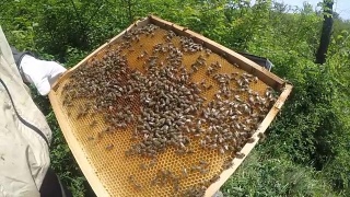 蜜蜂的蜂房视频素材模板下载