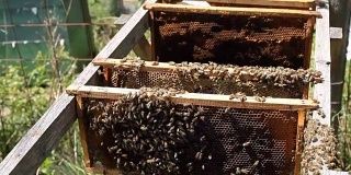 蜜蜂的蜂房