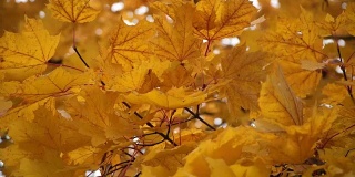 秋天黄色的枫叶在风中摇曳