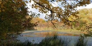 杂草丛生的池塘在阳光明媚的一天