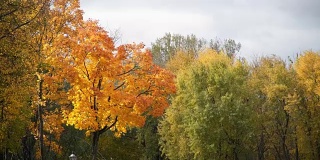 秋风中黄澄澄的枫树