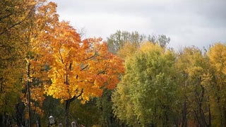 秋风中黄澄澄的枫树视频素材模板下载