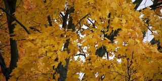 秋天黄色的枫叶在风中摇曳