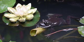 青蛙在荷叶池塘里