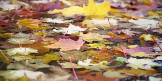 秋天:红的、黄的、绿的叶子躺在水坑里