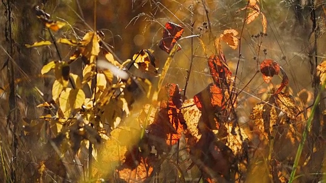 秋叶和草的特写。