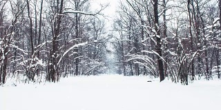 在一个树木被雪覆盖的冬季公园里飘落的雪花，慢镜头
