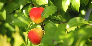 新鲜的红苹果在花园里的树枝上