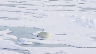 北极熊躺在海冰上视频素材模板下载