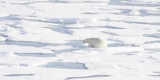 北极熊躺在海冰上