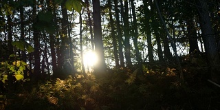柔和的阳光照射在美丽的蕨类森林的地面上