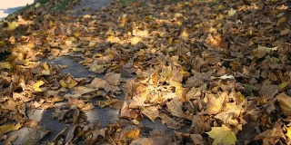 秋天，宾夕法尼亚州郊区的人行道被树叶覆盖
